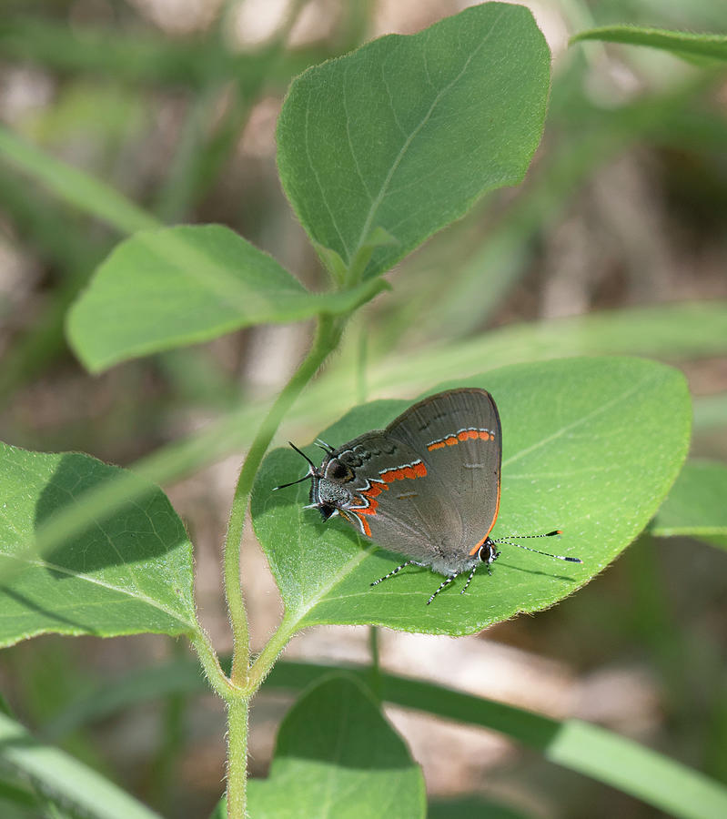 Butterfly Photograph - Hairstreak Butterfly On A Leaf by Phil And Karen Rispin