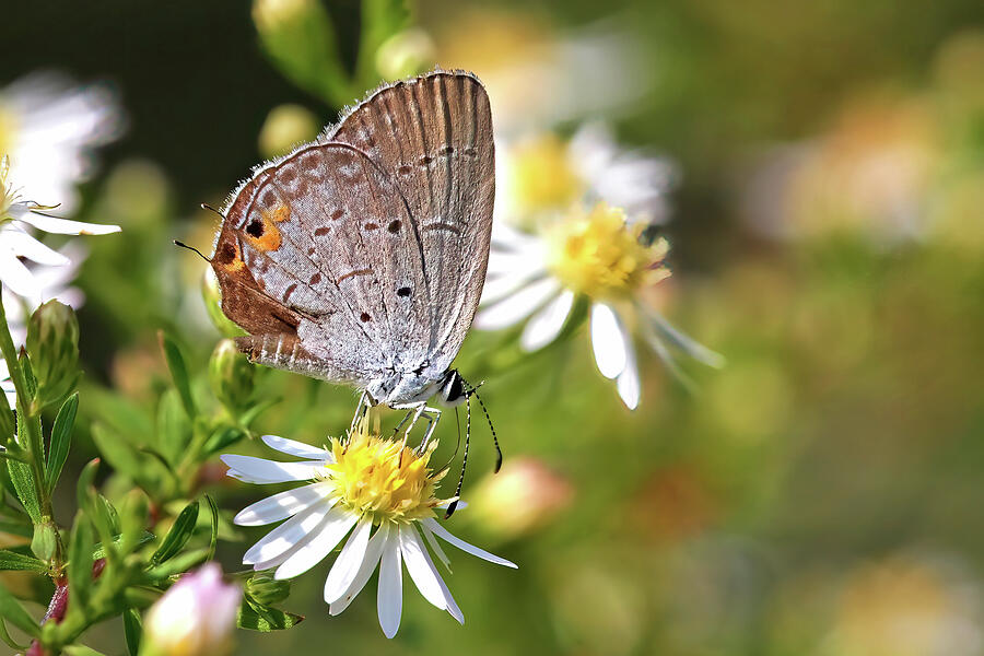 Hairstreak Digital Art by Jerry Dalrymple Hairstreak Digital Art by Jerry Dalrymple