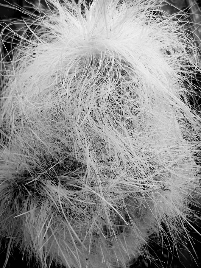 Hairy Cactus Black and White Photograph by Gaby Ethington