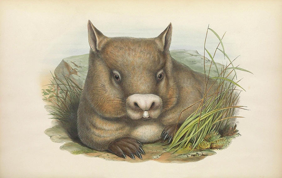 Hairy Nosed Wombat Drawing by John Gould