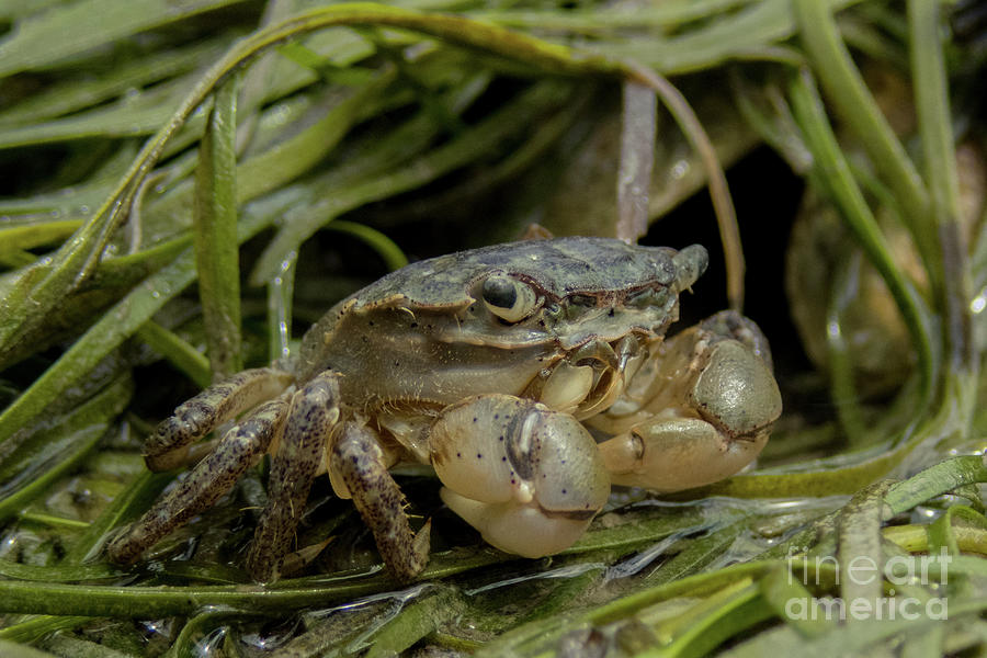 Nature Photograph - Hairy Shore Crab Emerges from Eelgrass by Nancy Gleason