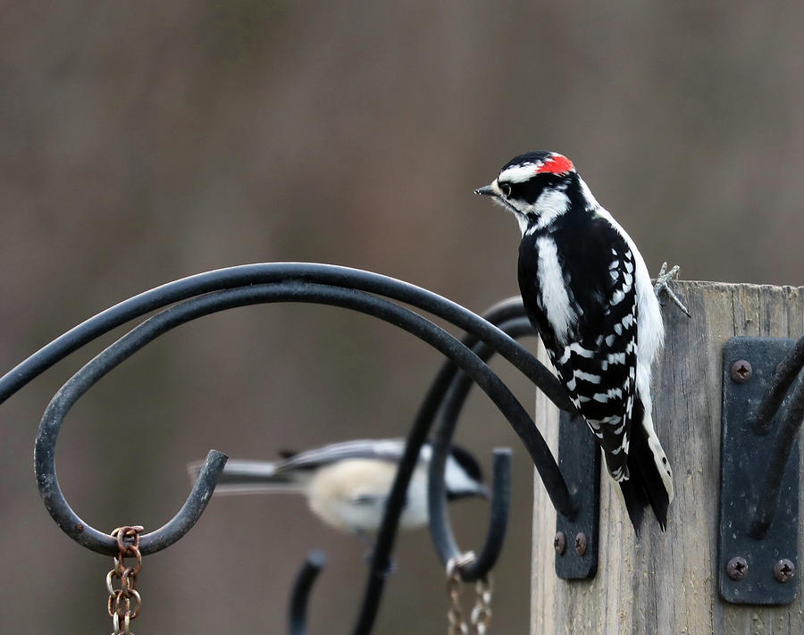 Hairy Woodpecker 5 Photograph by Terry Cork