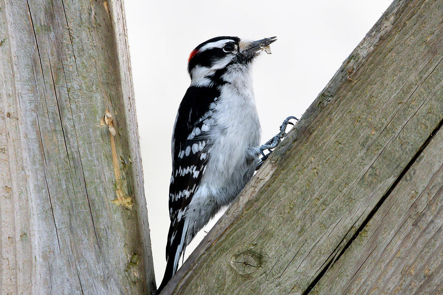 Hairy Woodpecker at The Pinery Photograph by Judy Tomlinson - Pixels