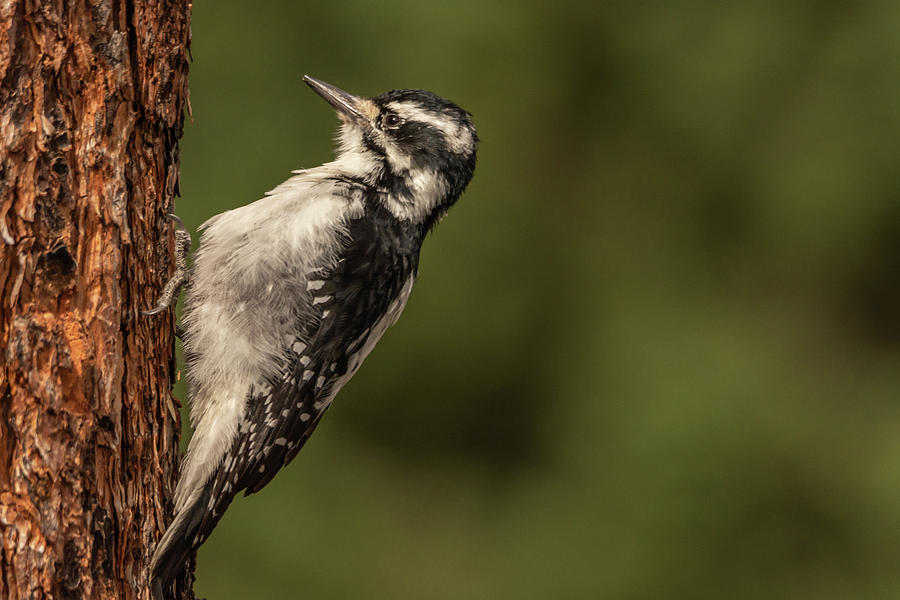 Hairy Woodpecker Photograph by Constance Puttkemery