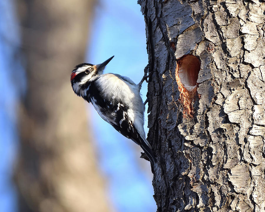 Hairy Woodpecker Photograph by Deborah Ritch