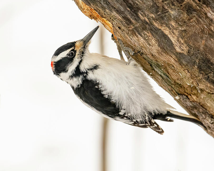 Woodpecker Photograph - Hairy Woodpecker In Winter #2 by Morris Finkelstein