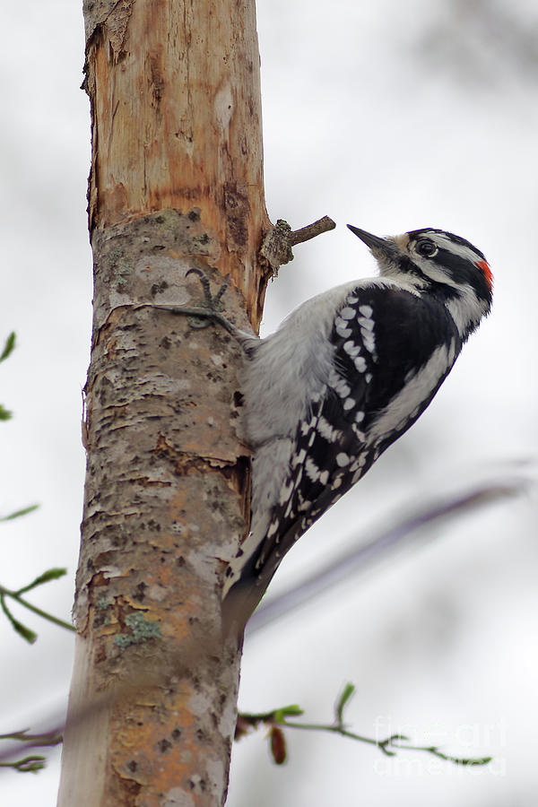 Hairy Woodpecker Photograph by Natural Focal Point Photography