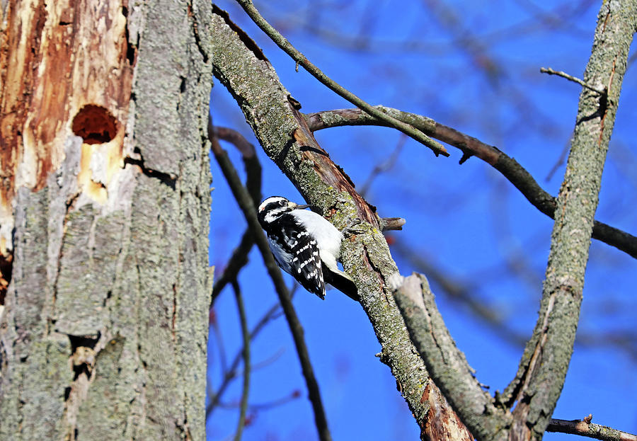 Hairy Woodpecker On Cold Winter Day Photograph by Debbie Oppermann