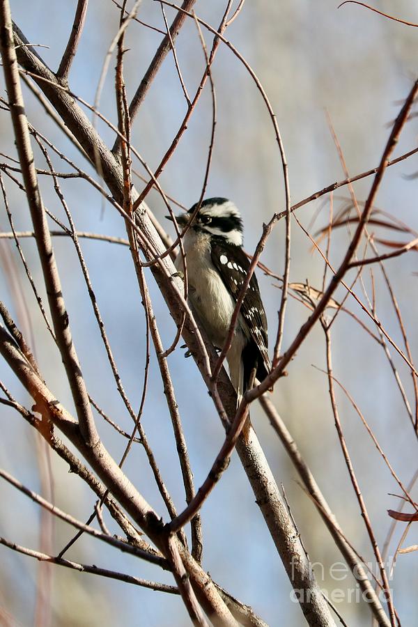 Downy Woodpecker on Winter Branch Photograph by Carol Groenen