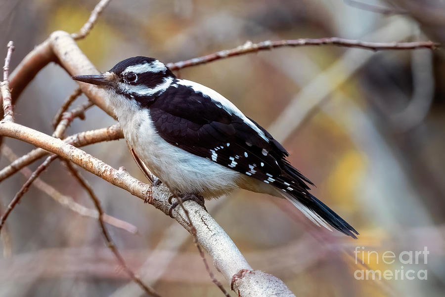 Hairy Woodpecker Perched Photograph