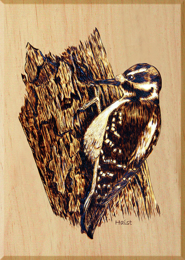 Hairy Woodpecker Pyrography by Ron Haist