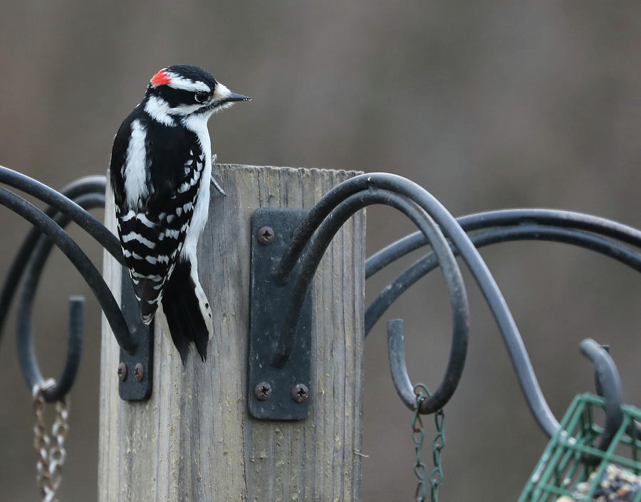 Hairy Woodpecker Photograph by Terry Cork