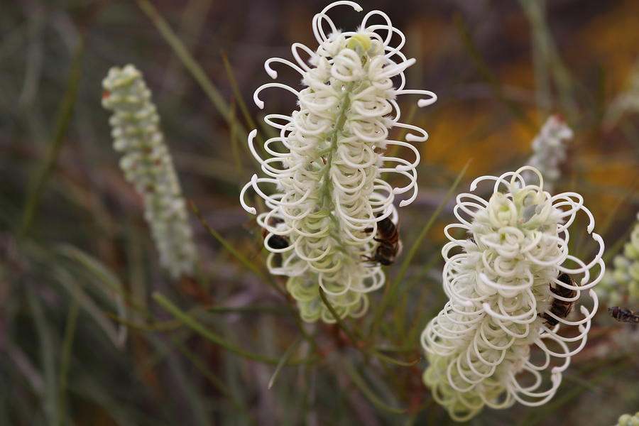 Hakea Flower Photograph by Lee Stickels
