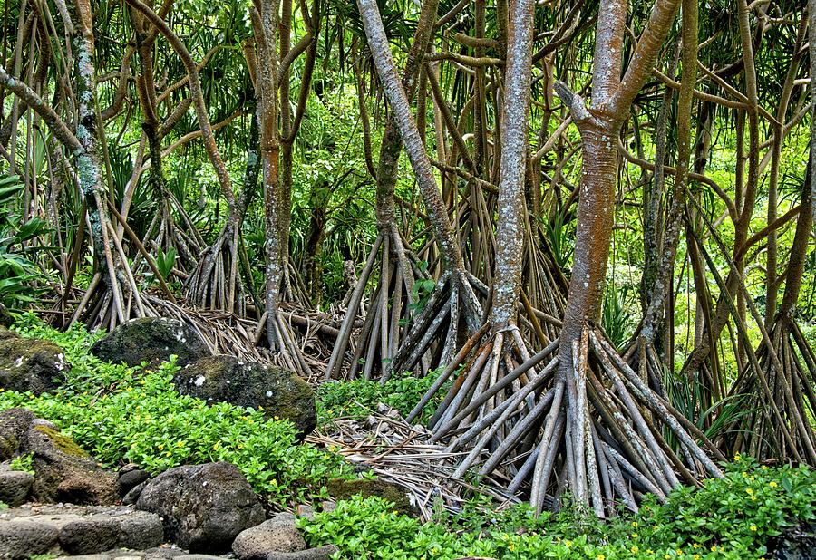 Hala Forest Kauai  Photograph by Heidi Fickinger