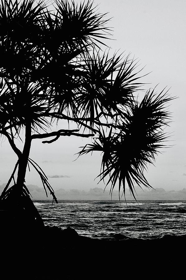 Hala tree silhouette  Photograph by Lehua Pekelo-Stearns