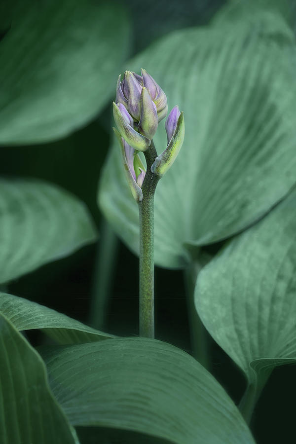 Halcyon Hosta - Bud and Leaves Photograph by Nikolyn McDonald