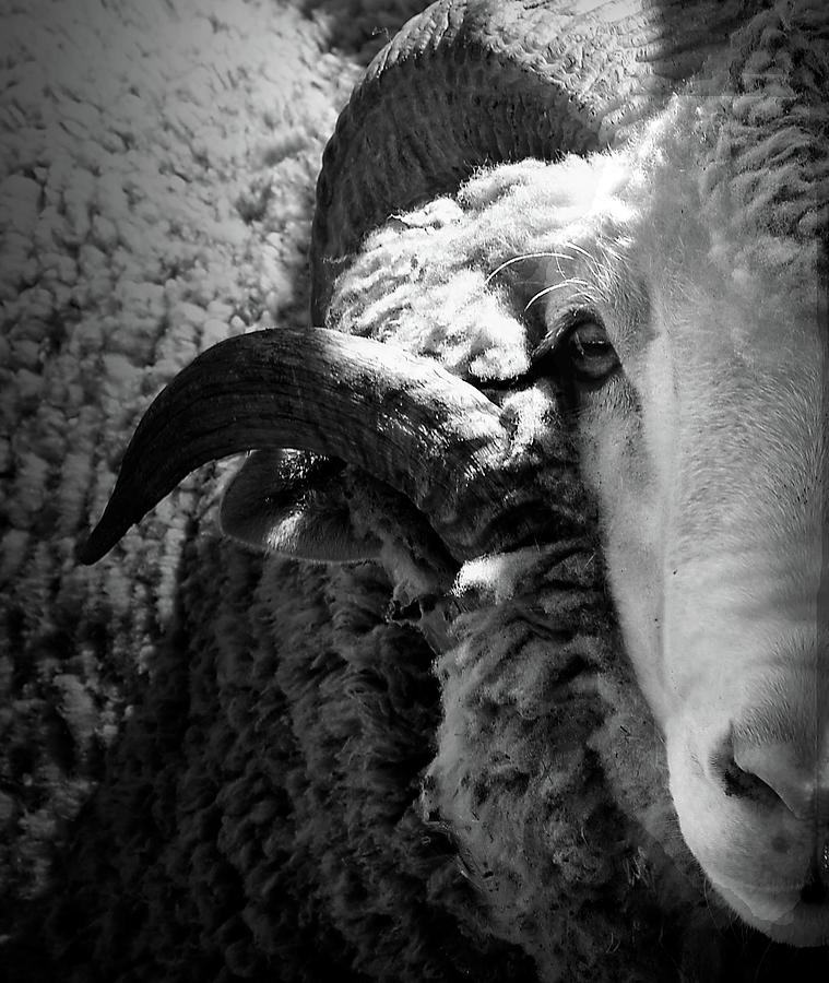 Half a Ram in Black and White Photograph by Nadalyn Larsen