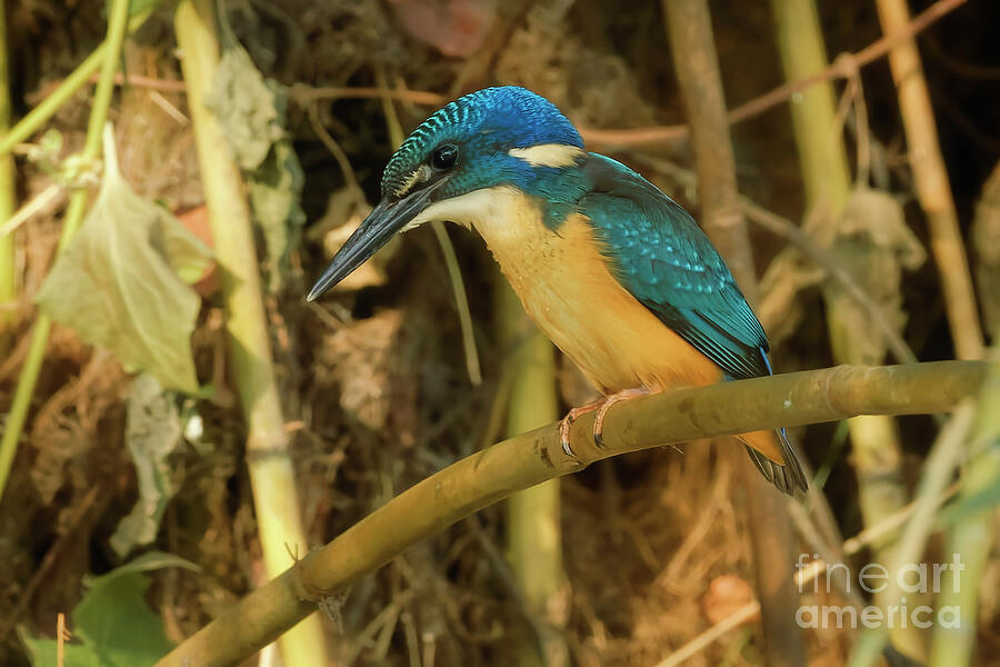 Colorful Kingfisher Perched on a Branch Photograph - Half Collared Kingfisher Perched on a Branch by Natural Focal Point Photography