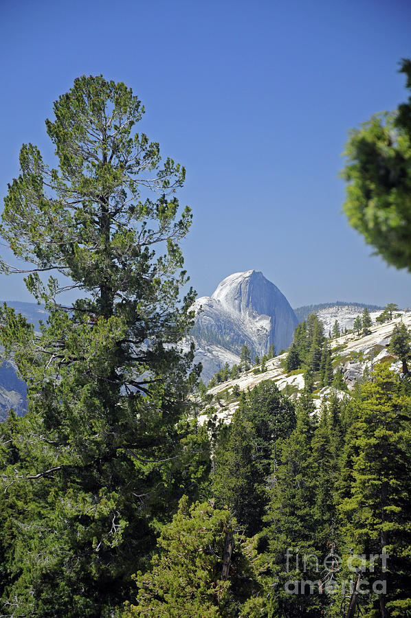 Half Dome from Olmstead Point Photograph by Cindy Murphy