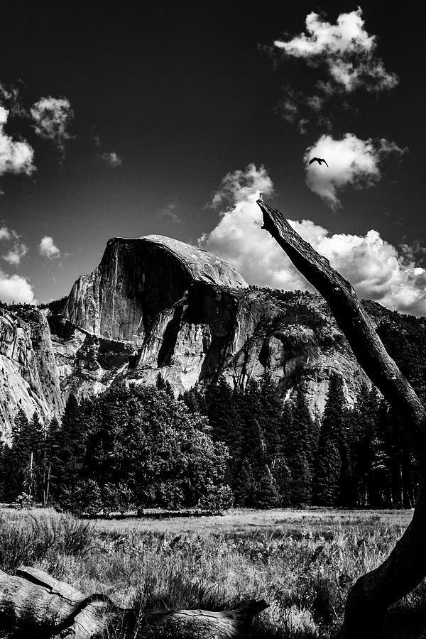 Half Dome from the Meadows Photograph by William Dougherty