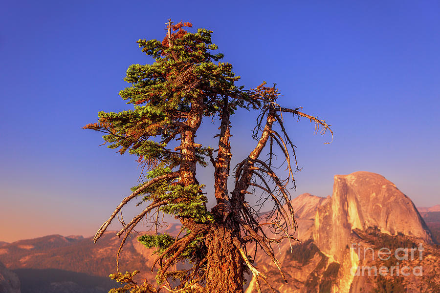 Half Dome tree Yosemite Photograph by Benny Marty