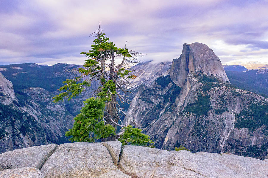 Half Dome With Tree Photograph by David Fountain