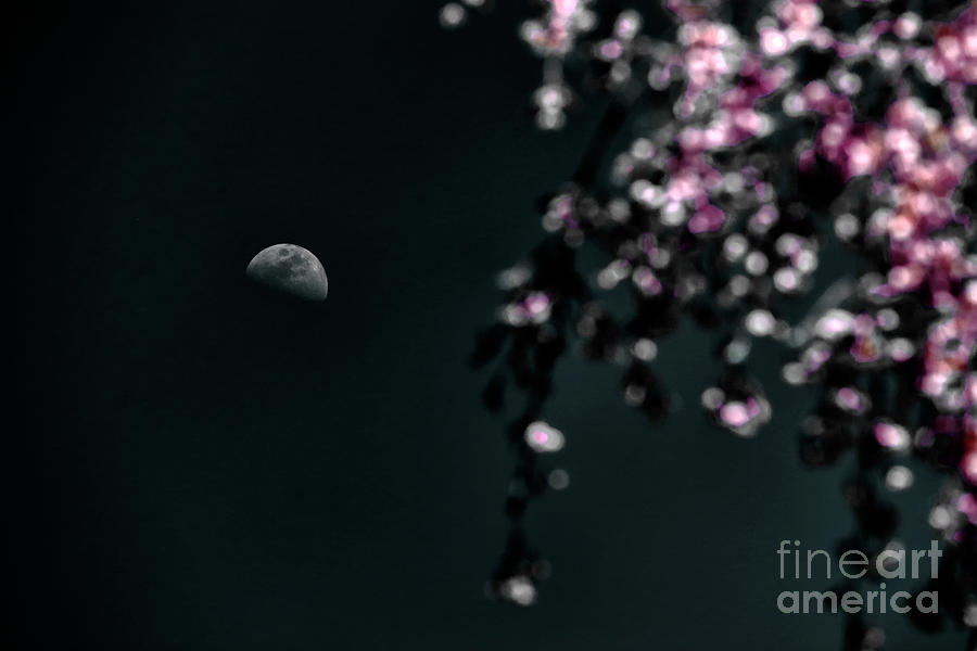 Half Moon in Spring Photograph by Charline Xia