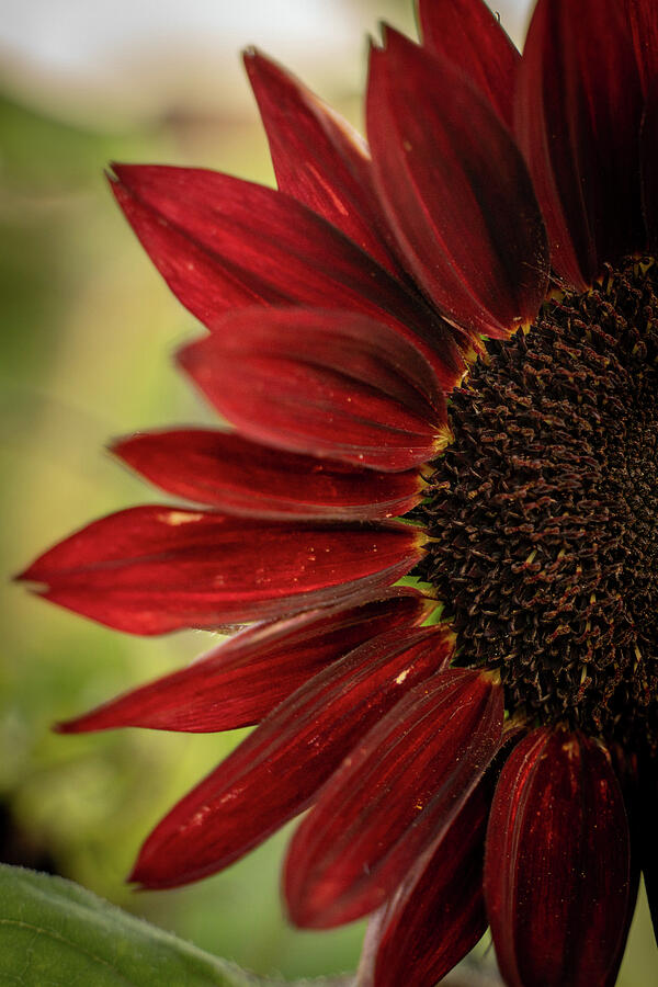 Sunflower Photograph - Half Moon by Kelly Sedgwick
