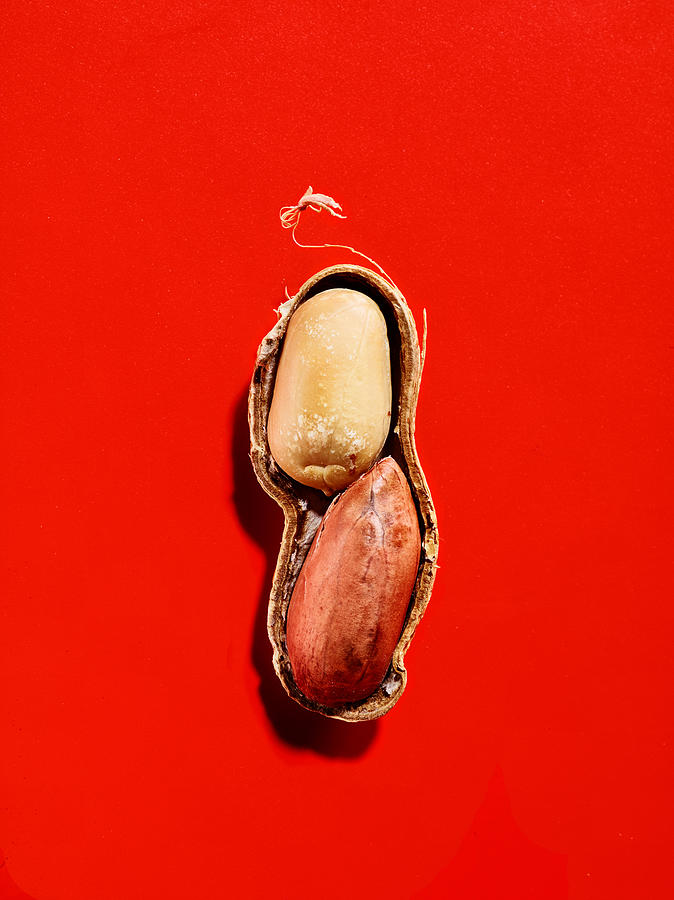 Half of a whole peanut on red background Photograph by Maren Caruso Half of a whole peanut on red background Photograph by Maren Caruso