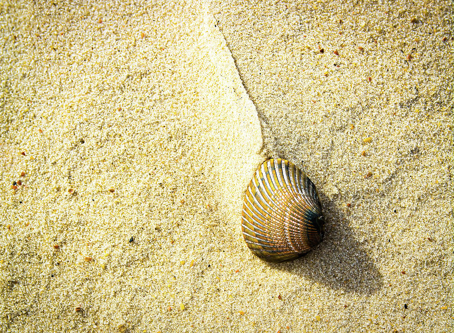 Half Shell Photograph by Lynn Bills - Fine Art America