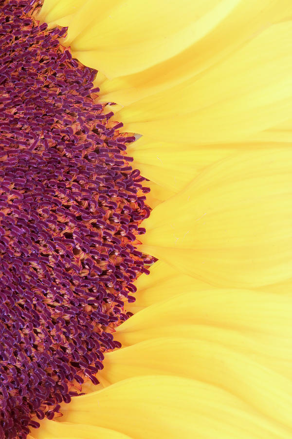 Half Sunflower Abstract Vertical Photograph by Patti Deters