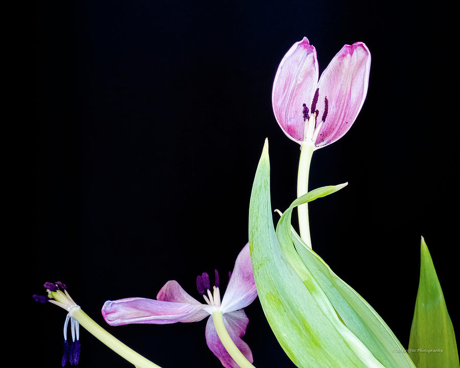 Half Tulip Photograph by Al Griffin