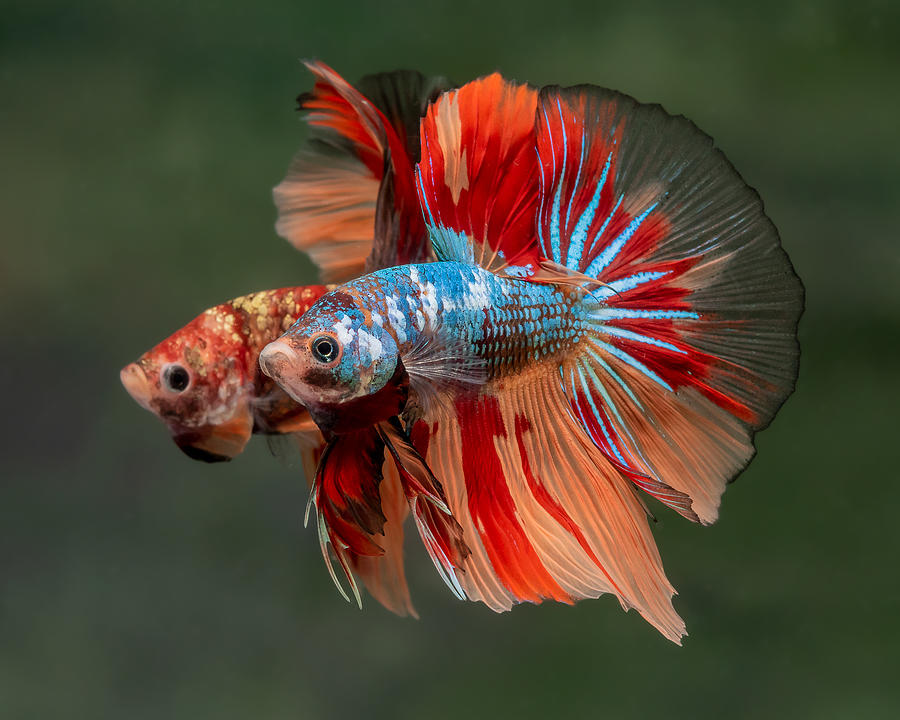 Halfmoon Betta Photograph by Daniel Lee Brown - Fine Art America