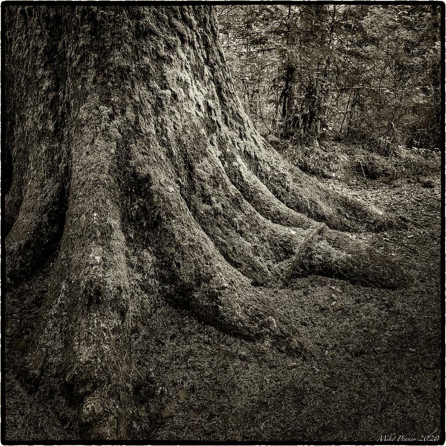 Tree Photograph - Hall of Mosses 898 by Mike Penney