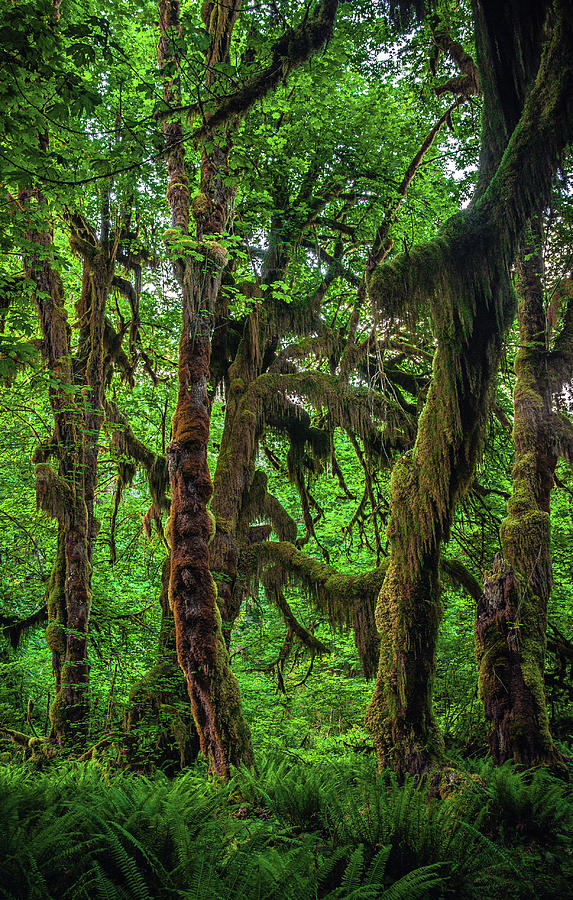 Hall of mosses trail clearance in the hoh rainforest