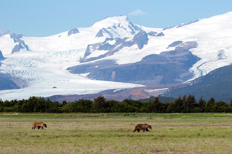 Hallo Glacier Bears Photograph by Shari Sommerfeld