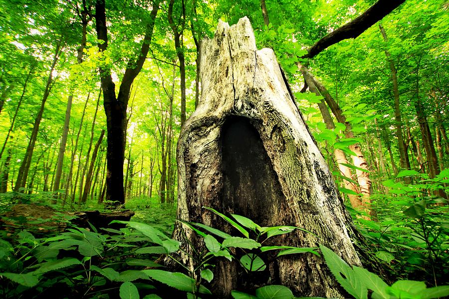 Hallow Stump in the Forest Photograph by Tim Kuret