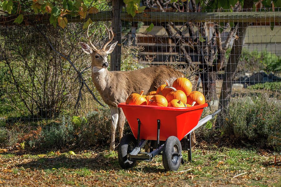 Halloween Buck Photograph by Diane Moller Halloween Buck Photograph by Diane Moller