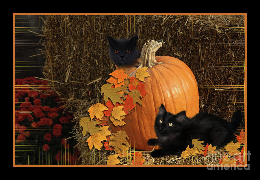 Halloween Cats and Pumpkin  Mixed Media by Elaine Manley