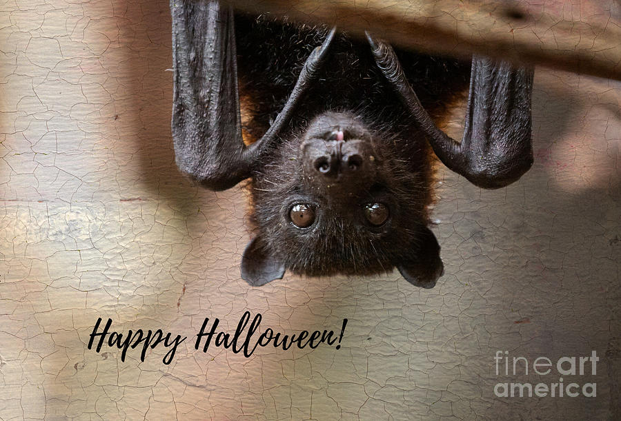 Halloween Greetings Photograph by Eva Lechner