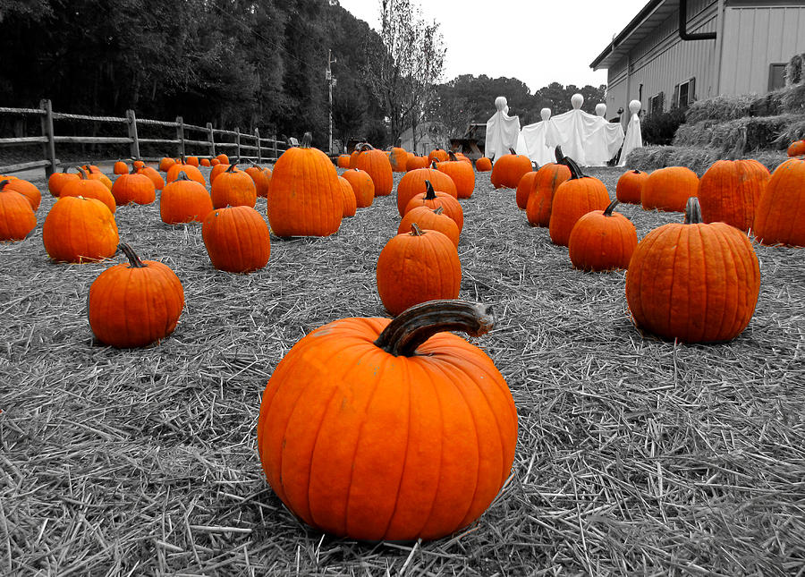 Pumpkin Digital Art - Halloween Harvest by Matt Richardson