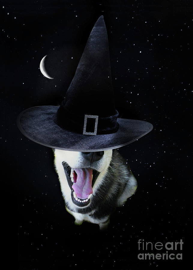 Halloween Husky Dog with Crescent Moon and Stars Witchy and Cute Photograph by Stephanie Laird