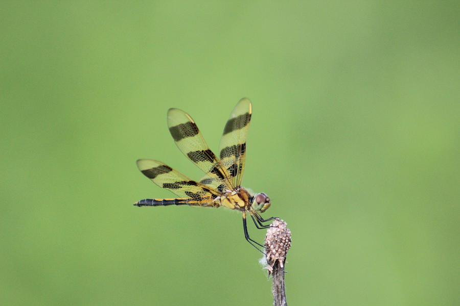 Insects Photograph - Halloween Pennant by Callen Harty