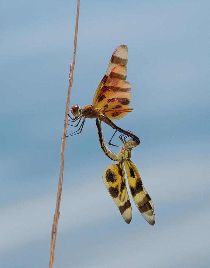 Halloween Pennant Dragonflies 7, celithemis eponina , North Carolina, Photograph, Print Photograph by Eric Abernethy