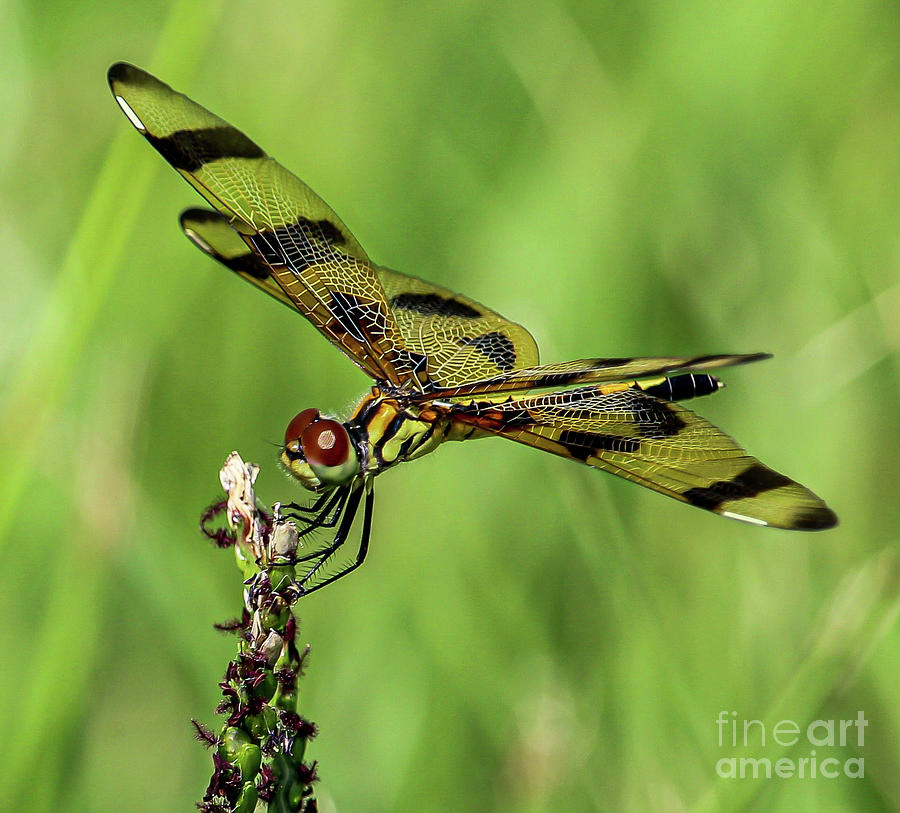 Halloween Pennant Dragonfly 2 Photograph by Joanne Carey