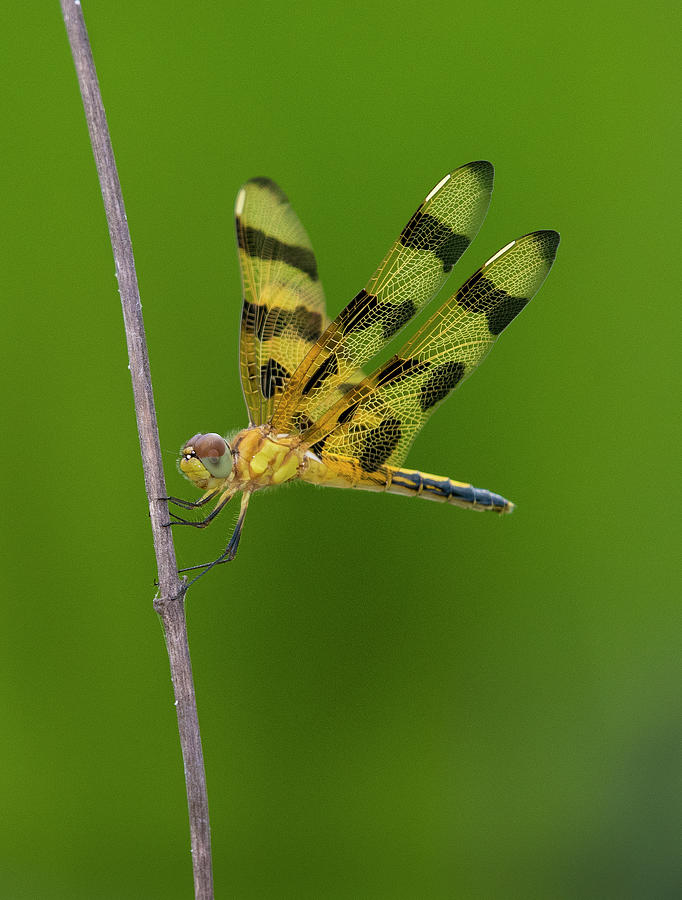 Halloween Pennant Dragonfly 3, celithemis eponina , North Carolina