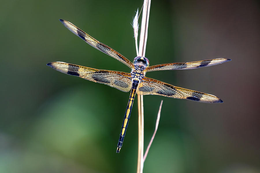 Halloween Pennant Dragonfly Photograph by Bradford Martin