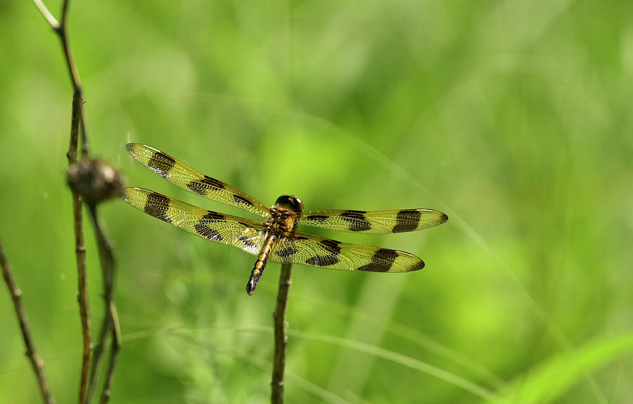 Halloween Pennant Dragonfly Photograph by Cindy McIntyre