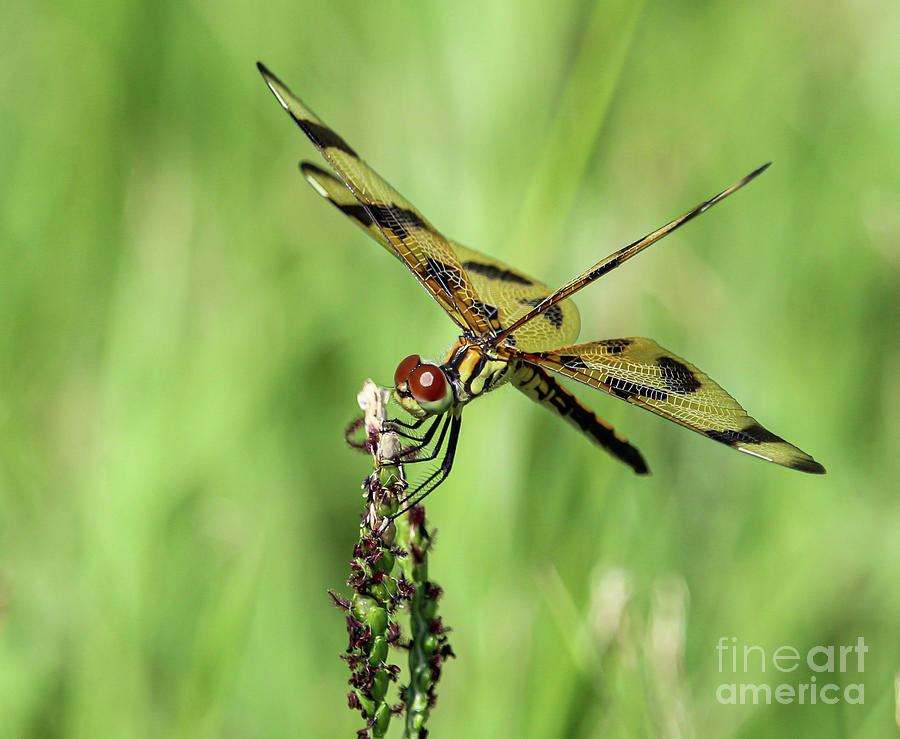 Halloween Pennant Dragonfly on a purple wildflower Photograph by Joanne Carey