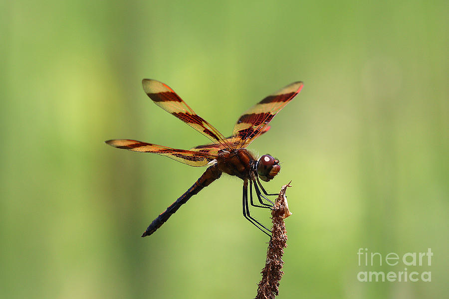 Halloween Pennant Dragonfly Photograph by Tom Doud